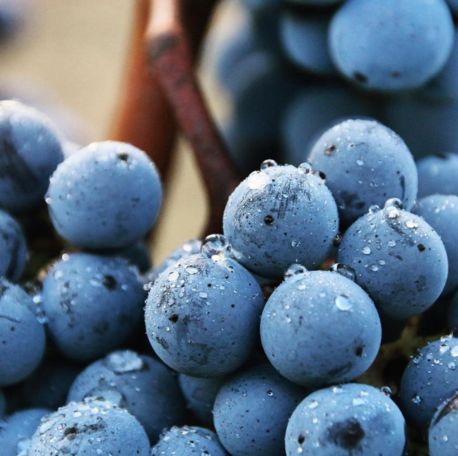 pinot noir