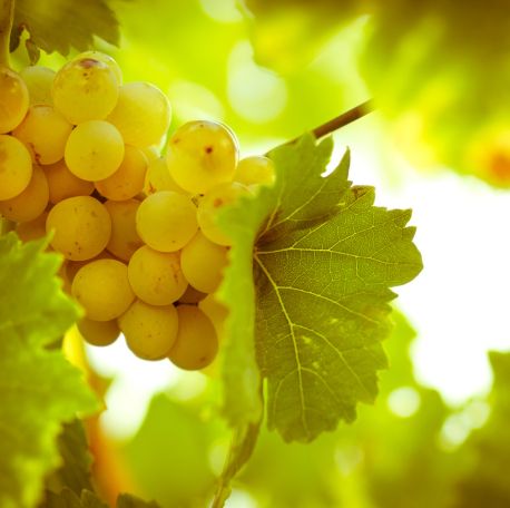 sauvignon