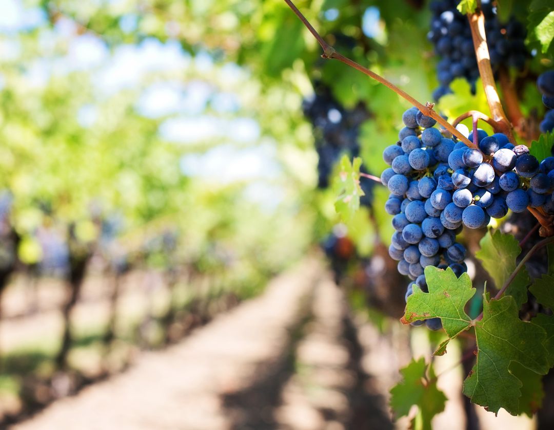 Vignes et sols viticoles, illustration du terroir des Corbières