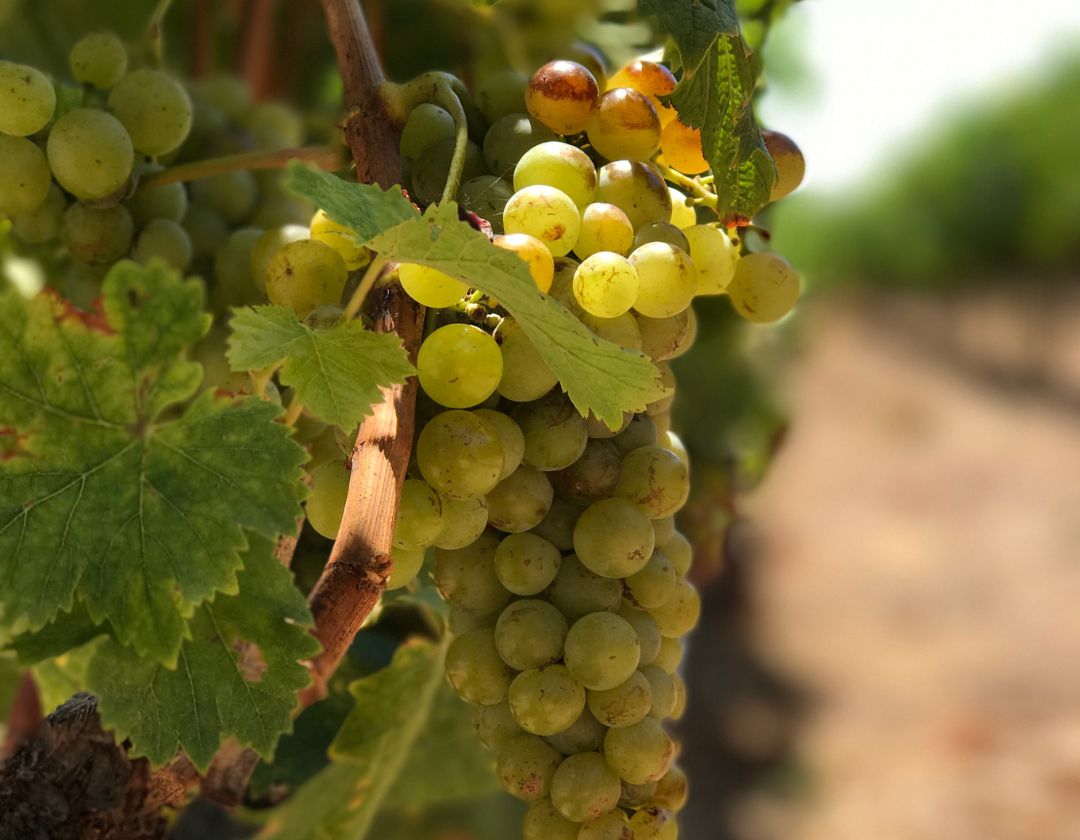 african wines