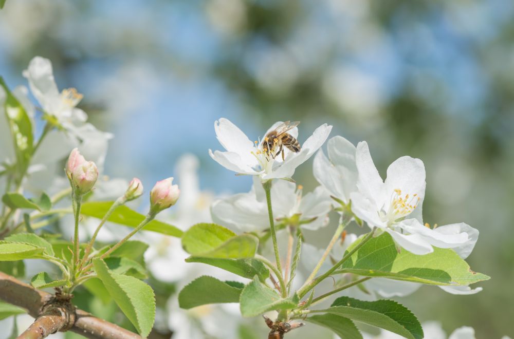 jardin mellifera