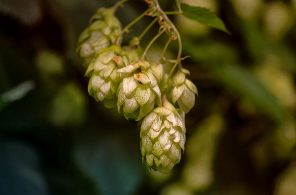 houblon