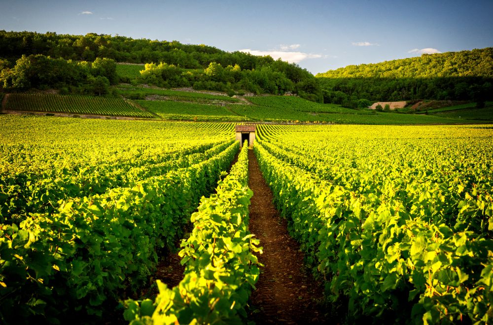 bourgogne duband