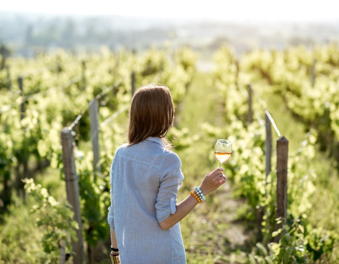 degustation vigne