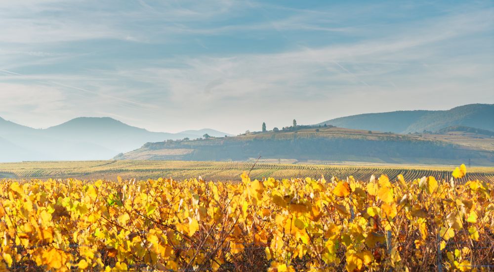 alsace vin
