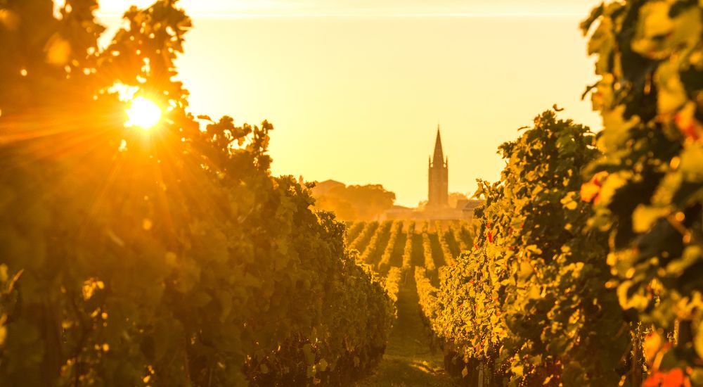 2019 grand millesime bordeaux