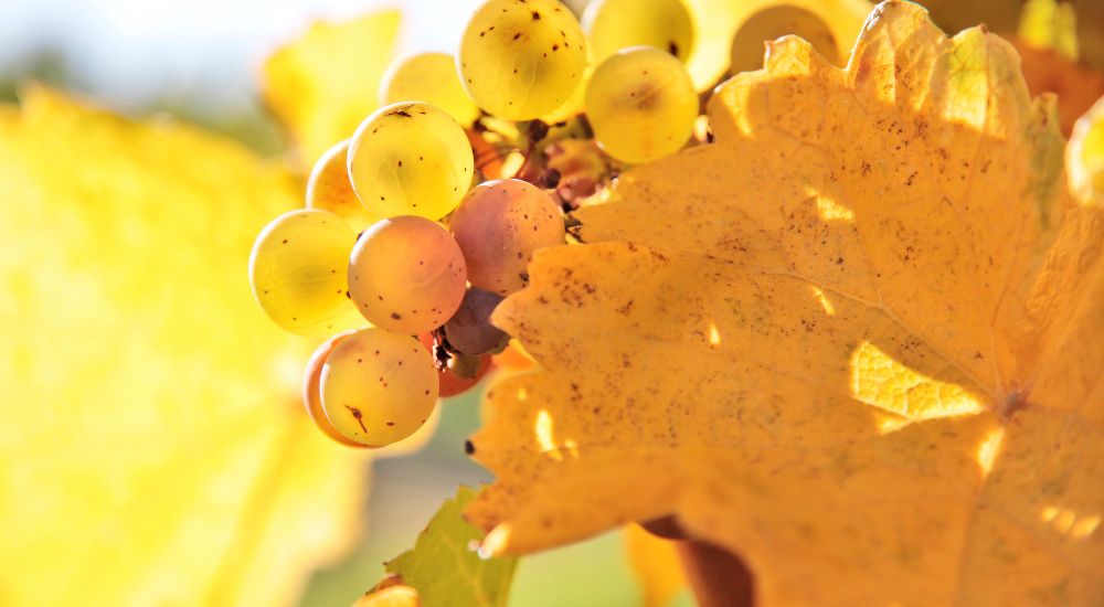 riesling deiss