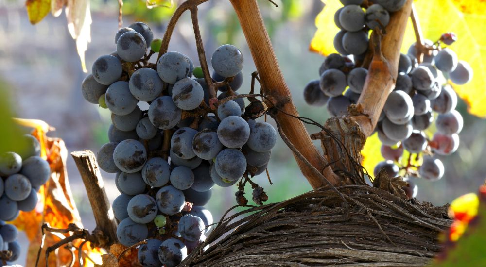 mouton rothschild