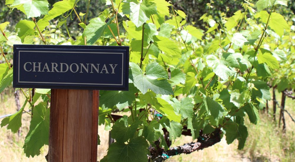 chardonnay