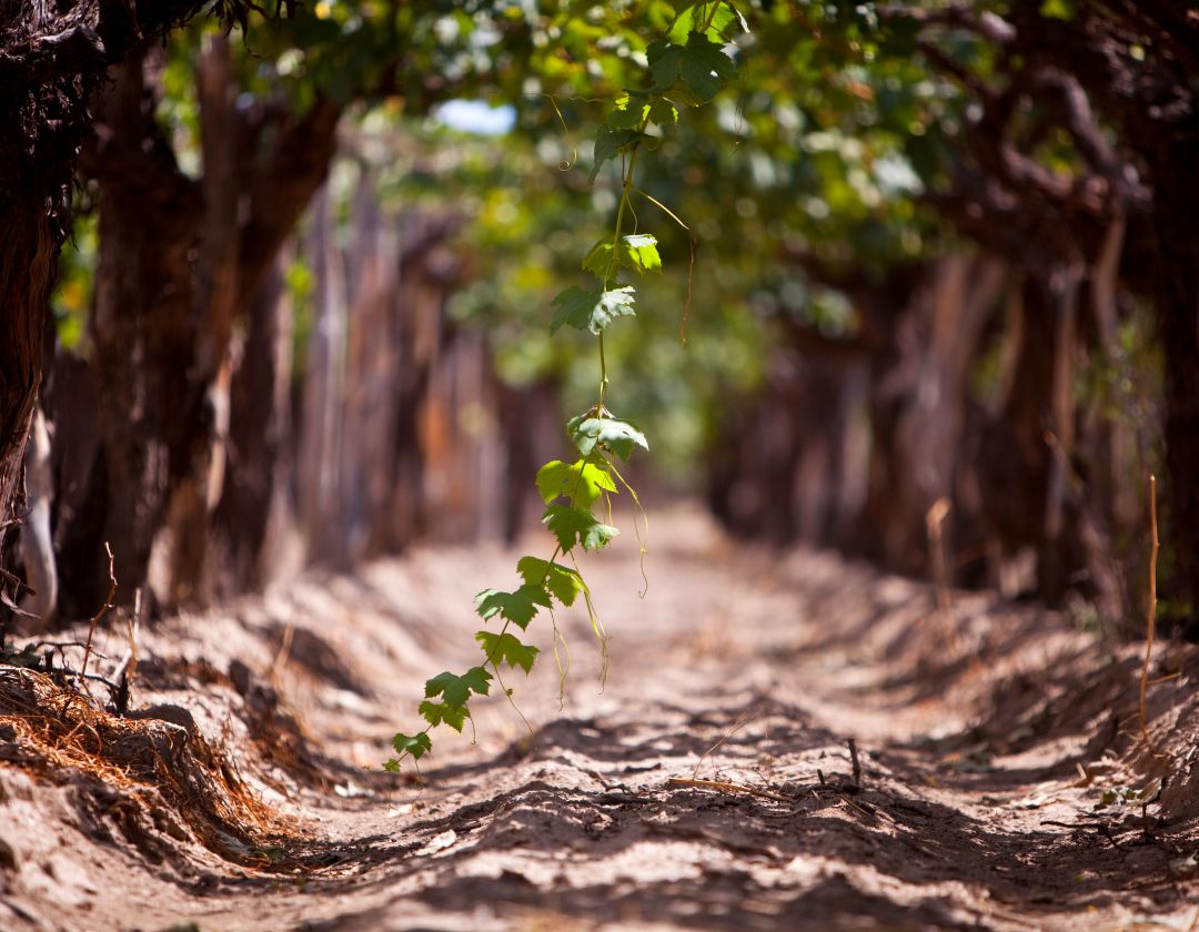 complantation