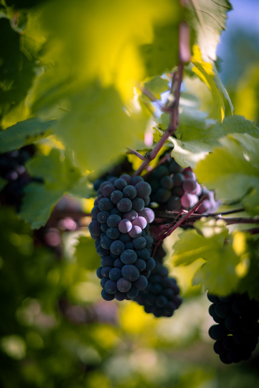 photos gratuites de agriculture urbaine beaute agricole beaute naturelle