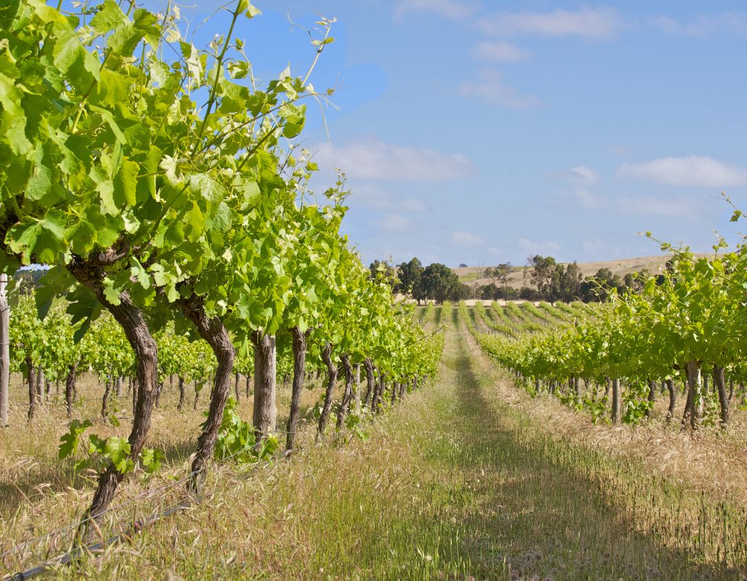sol biodynamie