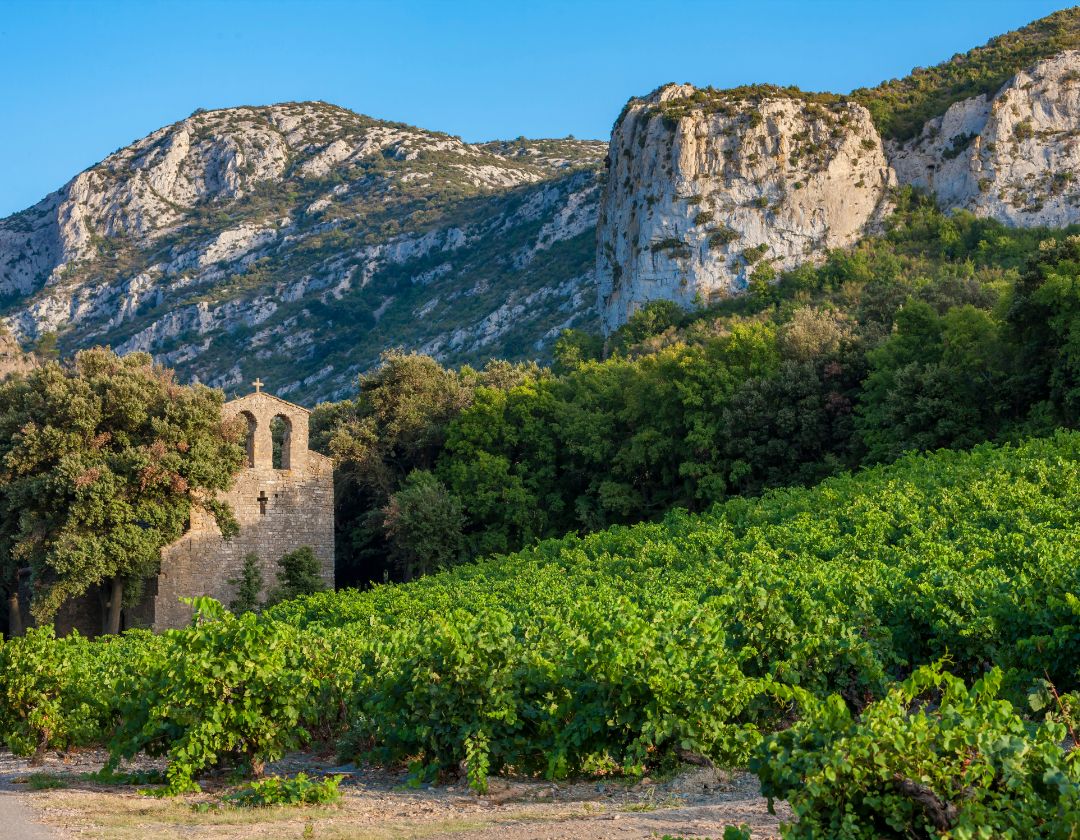 vin bio languedoc
