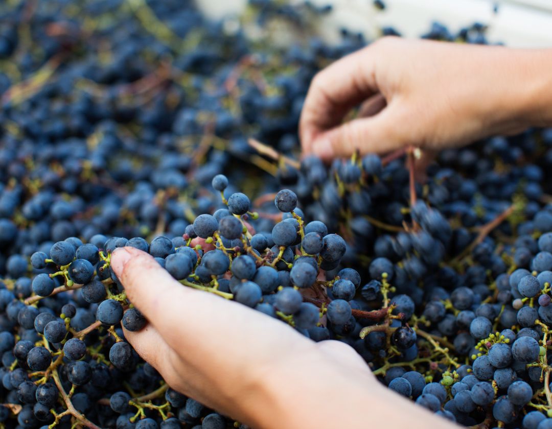 gold grey wine sale instagram post 1080 x 600 px 1080 x 840 px 56