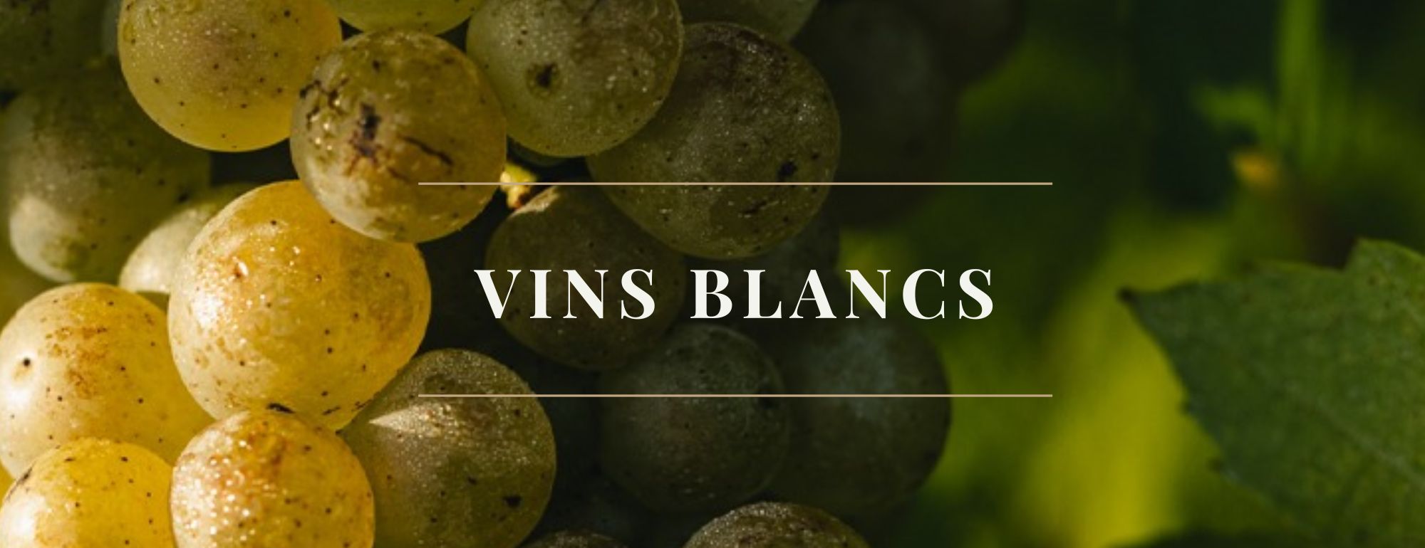 selectoblanc