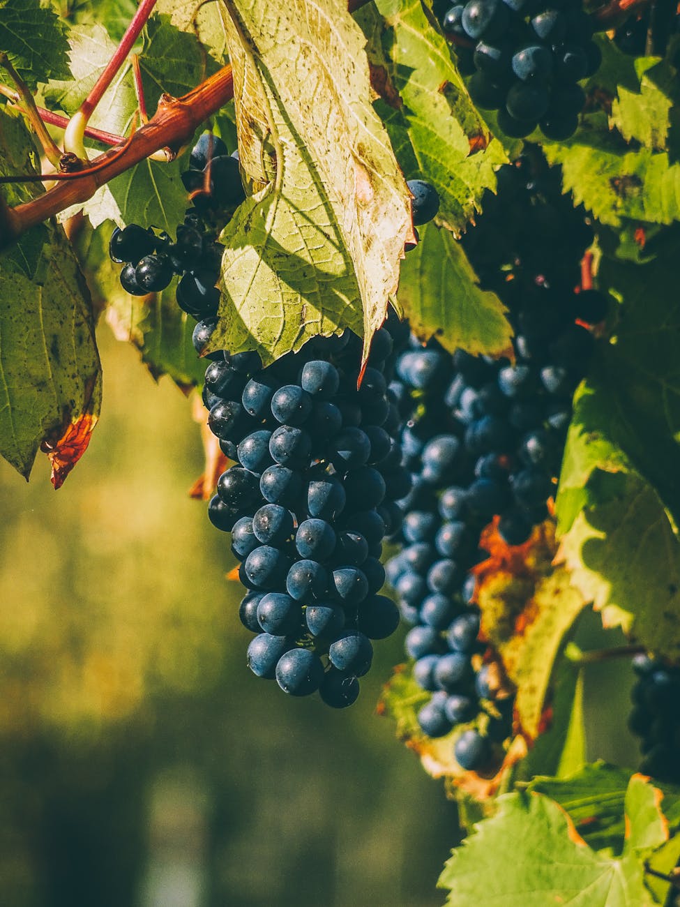 photo de grapevine