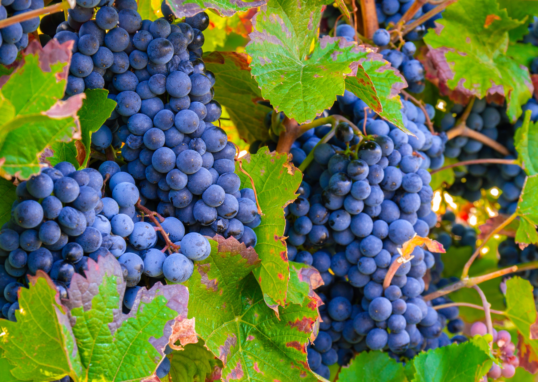 bastide blanche terroir