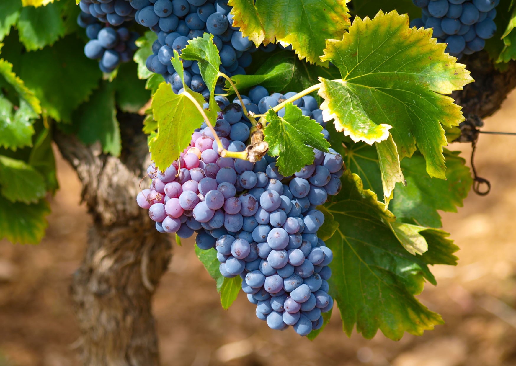 mas granier terroir