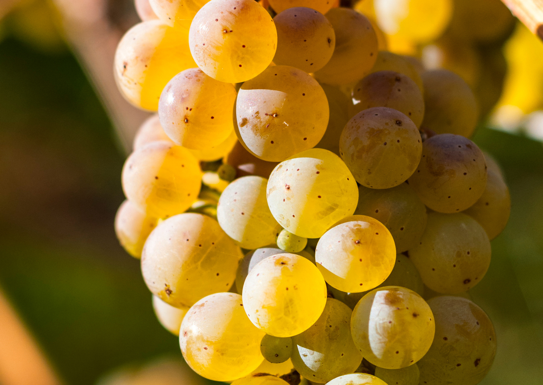 savoie vin