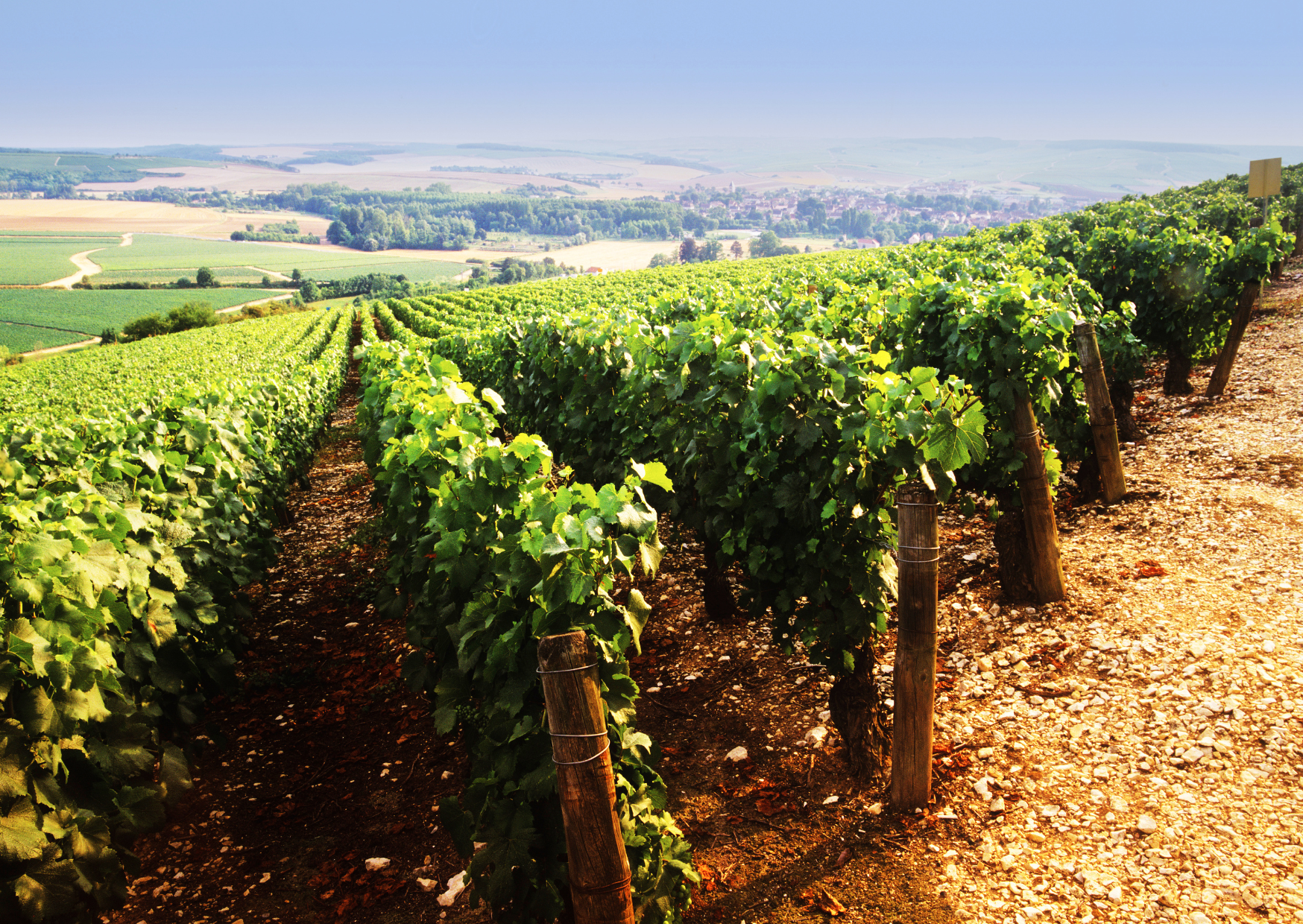 chablis orion
