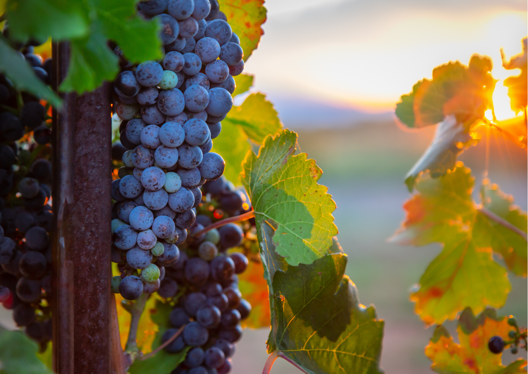 grenache childeric