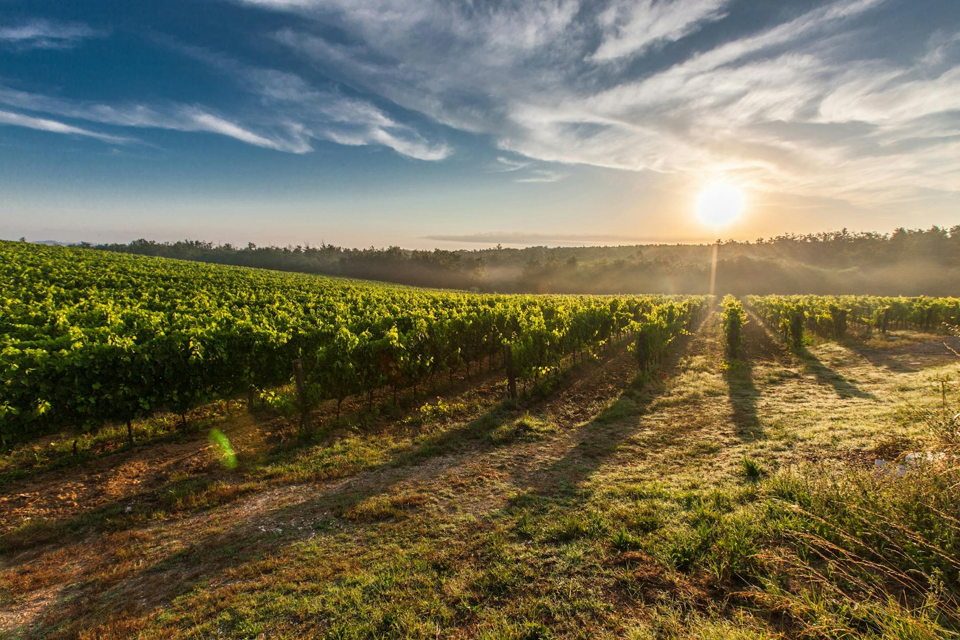 terres agricoles au coucher du soleil