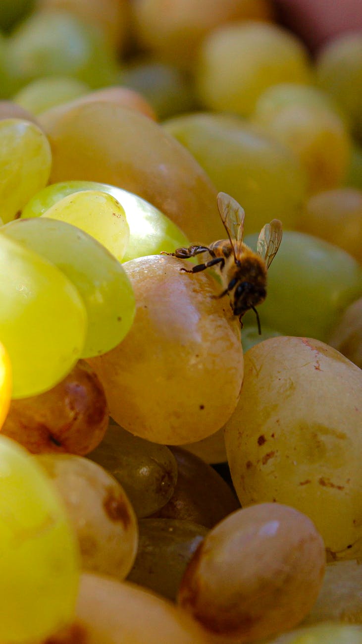 photos gratuites de abeille agriculture agronomie