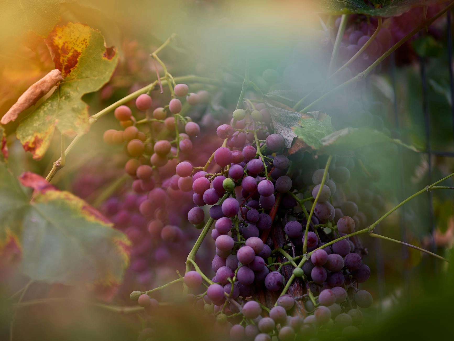 des grappes lumineuses de raisins violets suspendues dans un vignoble entourees d un feuillage luxuriant