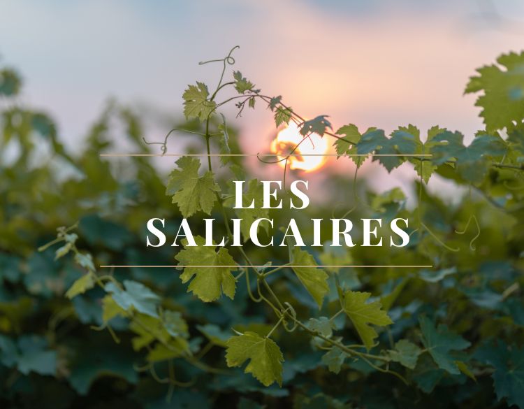 salicairess