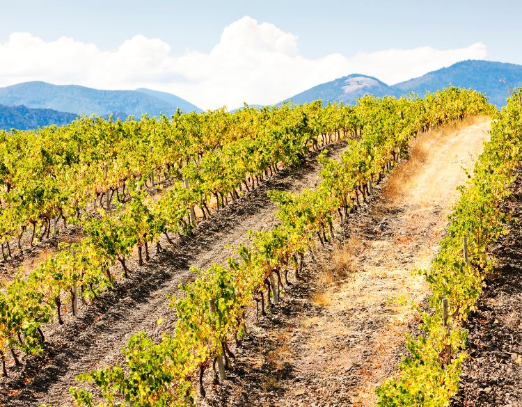 roussillon vin