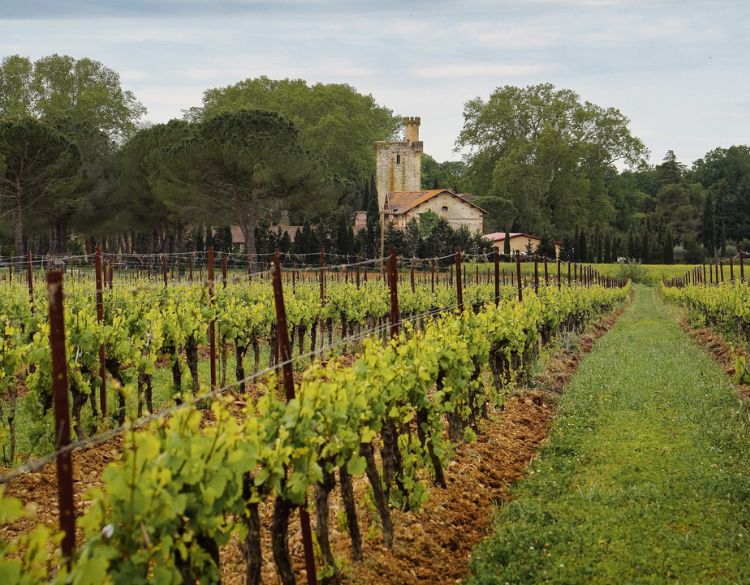tour de gatigne vignoble