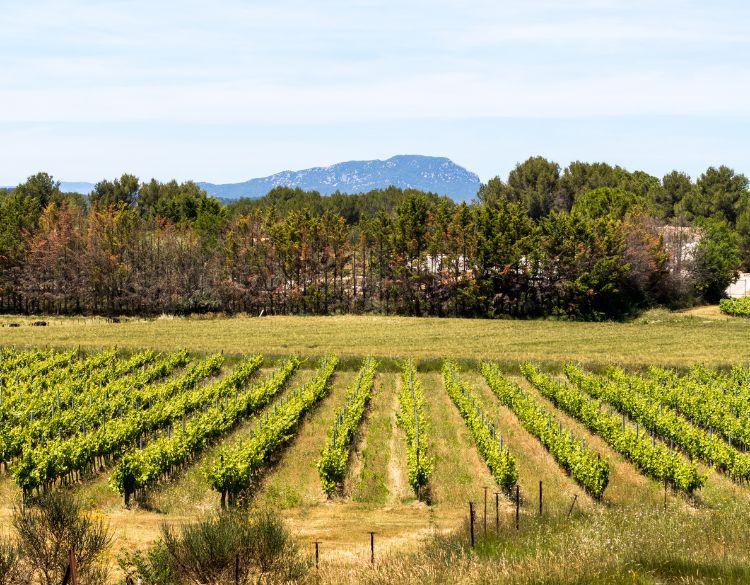 pic saint loup