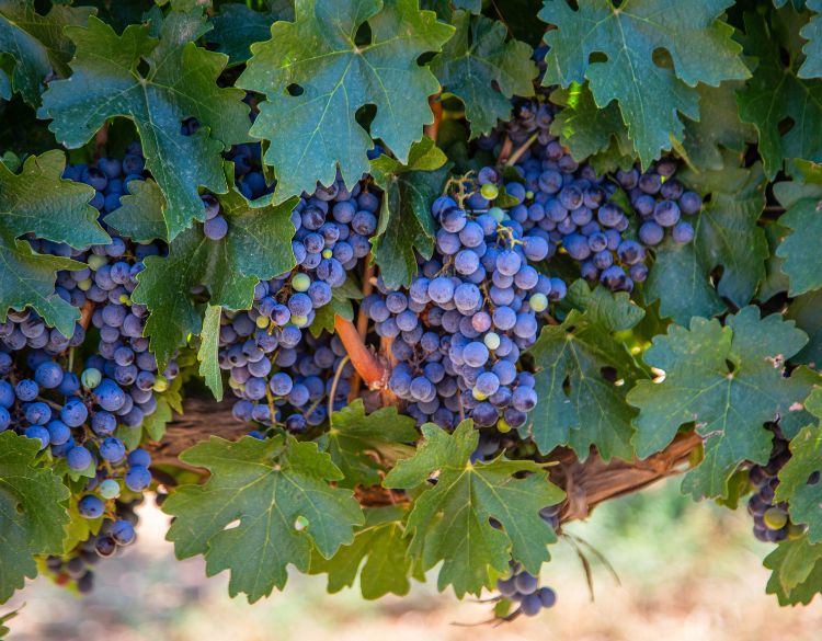 syrah lancyre