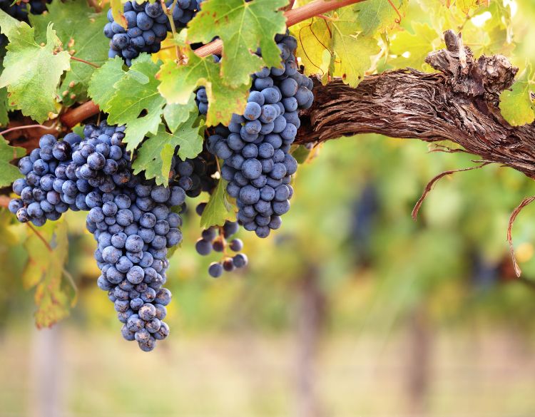 clos marie vin