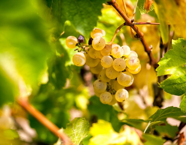 chablis d henri