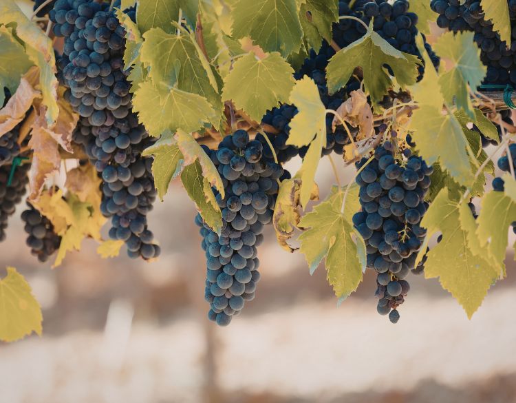 richeaume vins