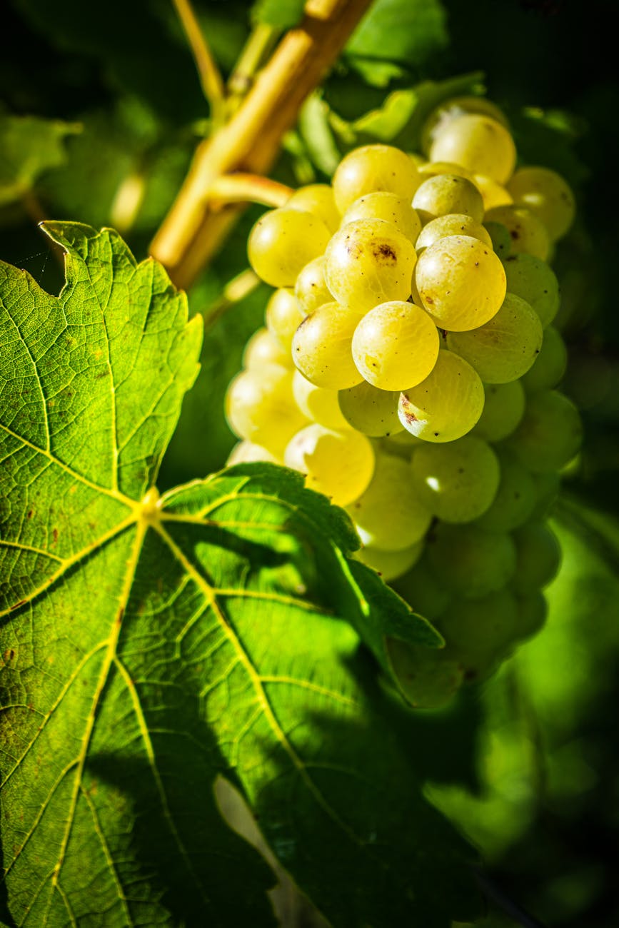 des raisins verts vibrants suspendus a une vigne aux feuilles luxuriantes illumines par la lumiere du soleil signalant le temps de la recolte