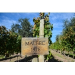 malbec 1928