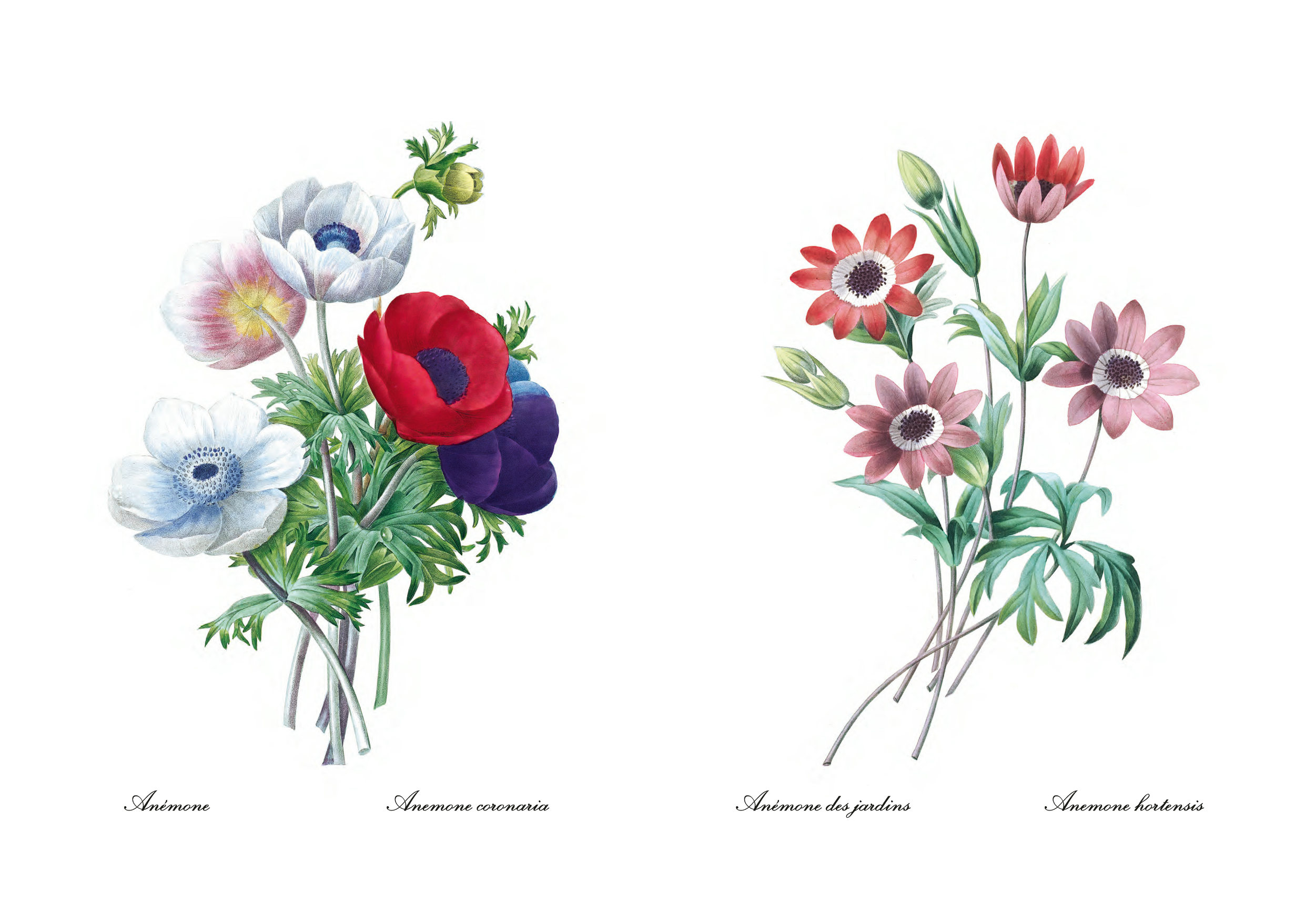 ECL Pdf Livre Choix des plus belles fleurs BD_Page_11