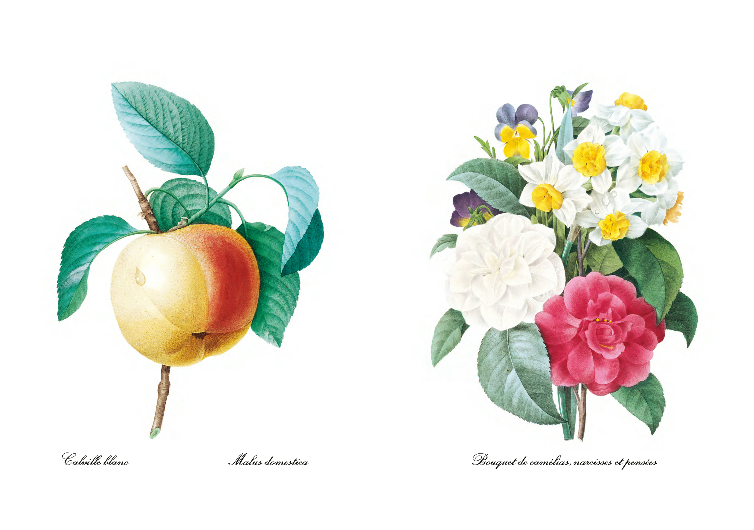 ECL Pdf Livre Choix des plus belles fleurs BD_Page_14