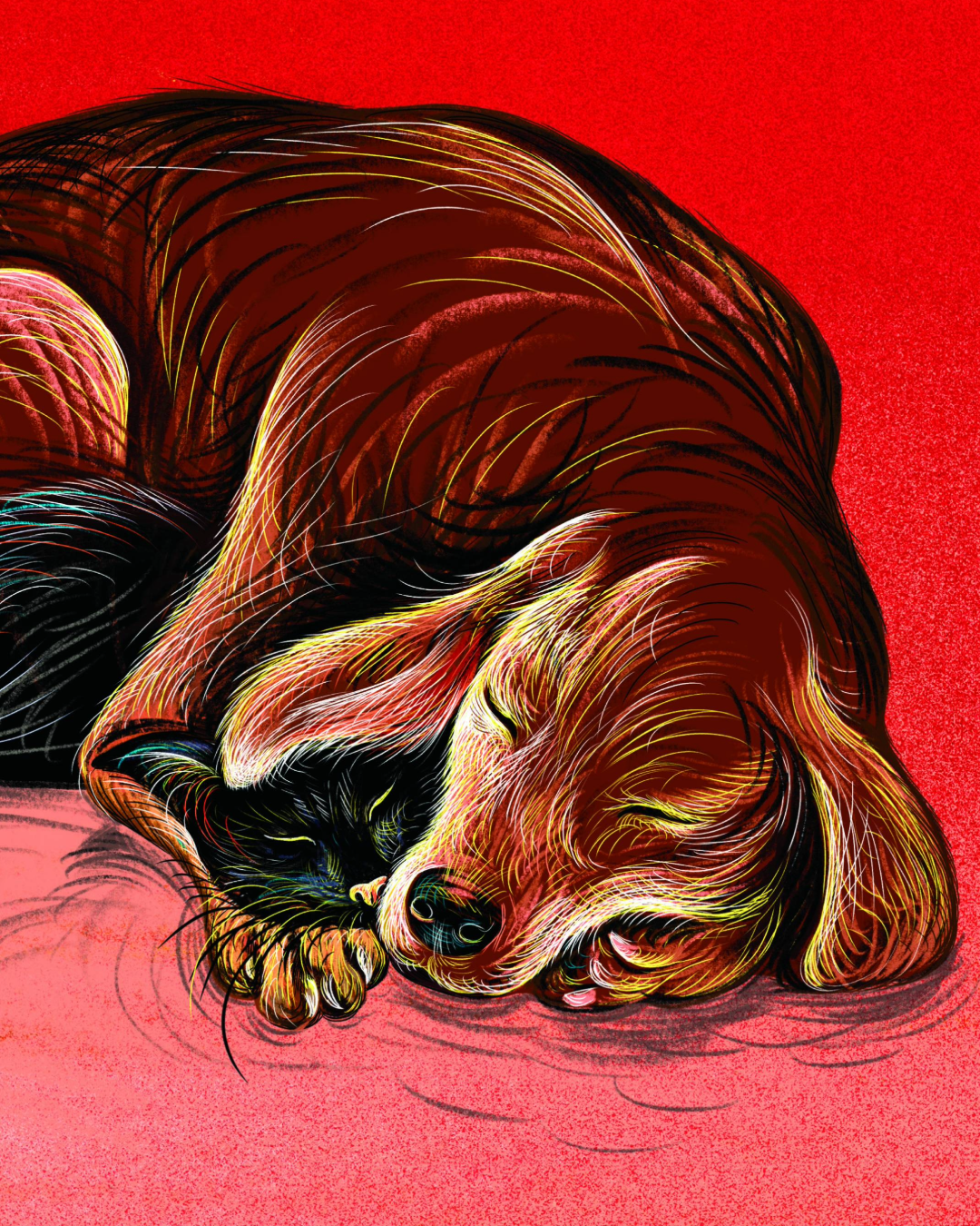 teaser mon chien savant v2-1