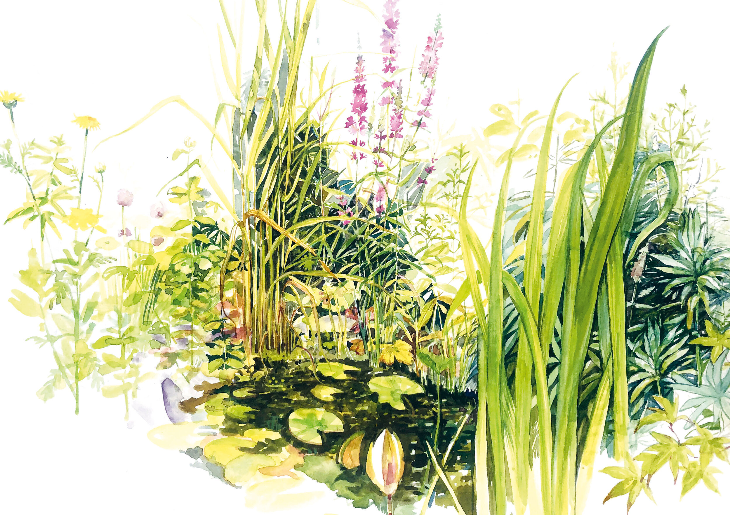 ECL PDF HD Cest un petit jardin_Page_24 BD