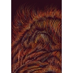 Illustrations Vivant
