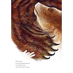 Illustrations Vivant