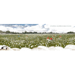 Illustrations jpeg Ciels rouges