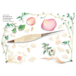 Illustrations jpeg Dans les poches dAlice