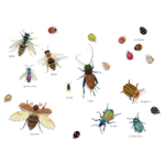 Illustrations jpeg La Toile