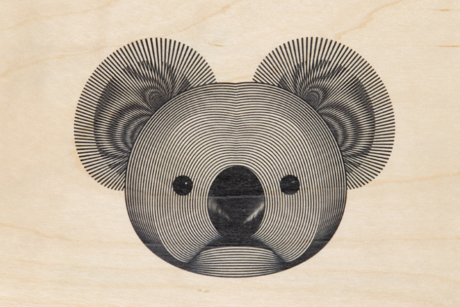 animals koala