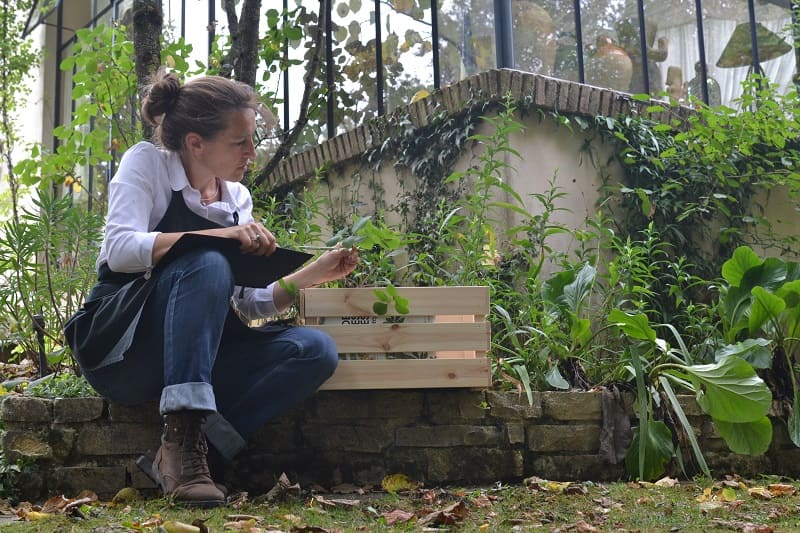 peregreen etude exploratoire jardin tinctoriales
