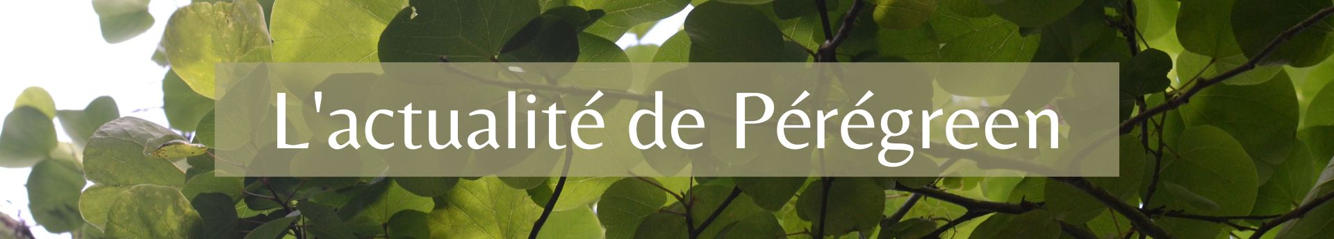 l actualite de peregreen